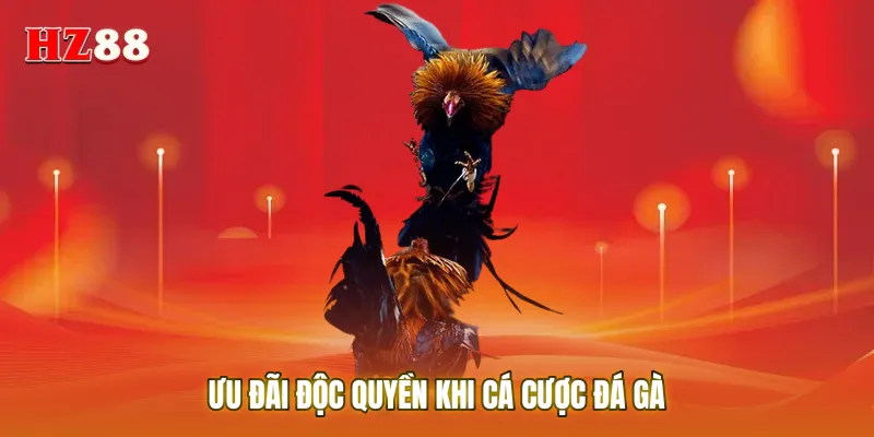 Ưu đãi độc quyền khi cá cược đá gà